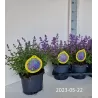 Nepeta x faasenii Purssian Blue