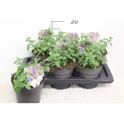 Katžolė - Nepeta WALKERS LOW