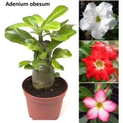 Tinūtras (dykumos rožė) - Adenium obesum