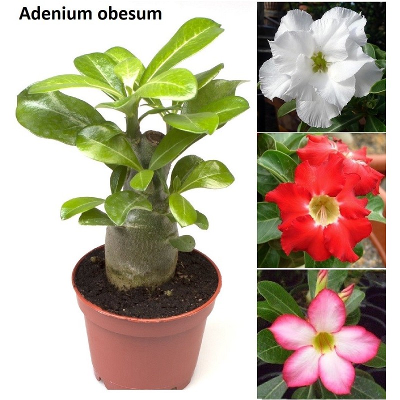 copy of Adenium obesum