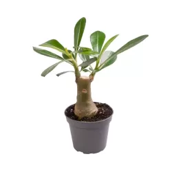 Tinūtras (dykumos rožė) - Adenium obesum