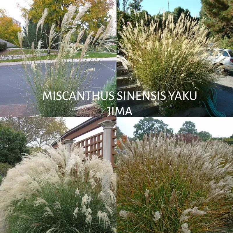 Kininių miskantų Yaku Jhima sodinukai su pristatymu į namus