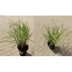 Kininių miskantų Yaku Jhima sodinukai su pristatymu į namus