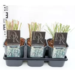 Kininių miskantų Yaku Jhima sodinukai su pristatymu į namus