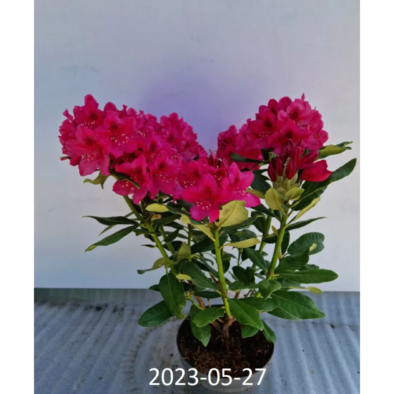 Rododendras Nova Zembla - Rhododendron 'Nova Zembla'