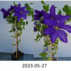 Clematis Rhapsody P14C2