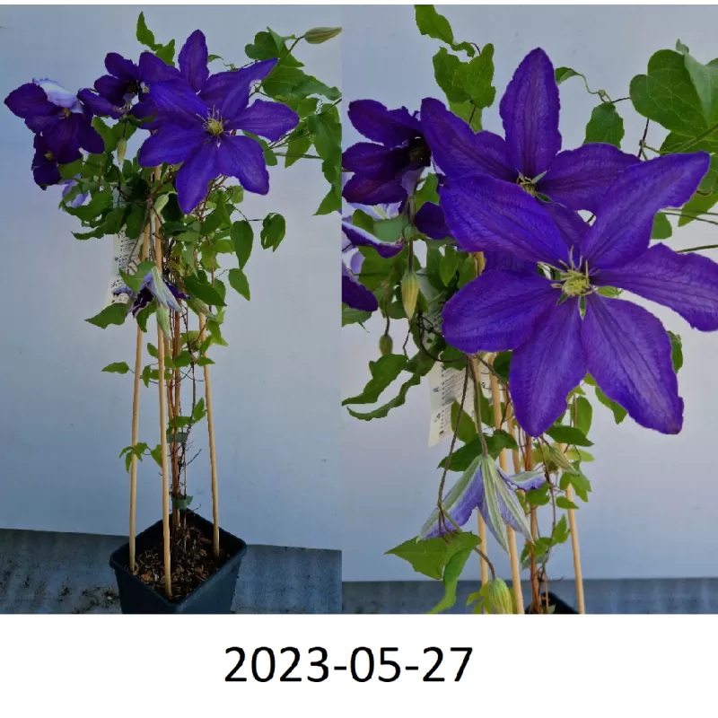 Clematis Rhapsody P14C2