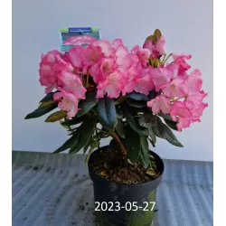 Rhododendron yakushimanum FANTASTICA