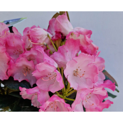 Rododendras - Rhododendron yakushimanum FANTASTICA