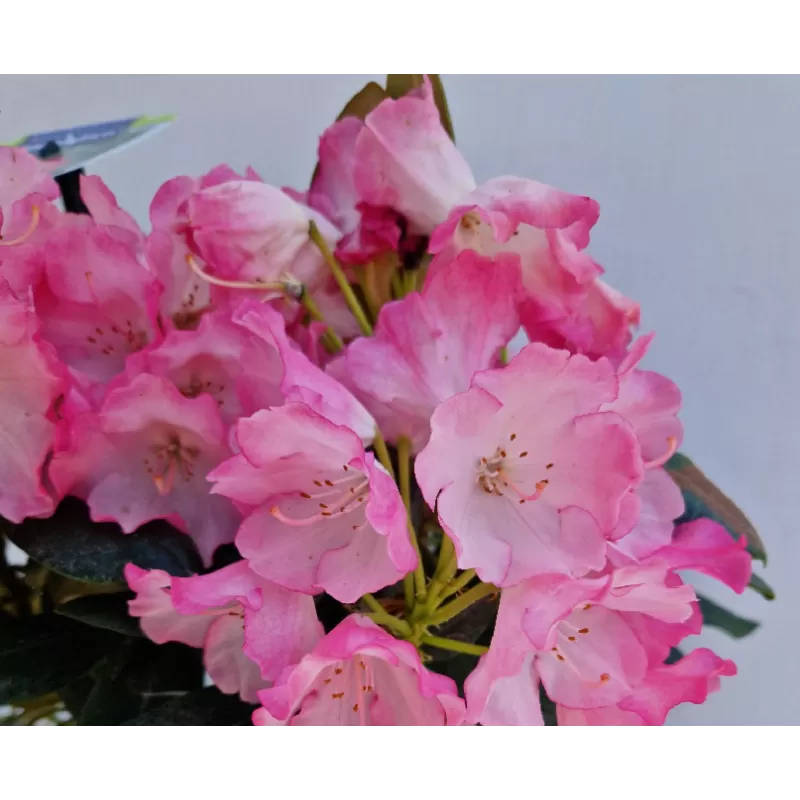 Rhododendron yakushimanum FANTASTICA