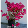 Japoninė azalija - Rhododendron japonica KERMESINA