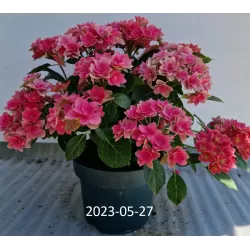 Hydrangea macrophylla DOUBLE DUTCH PINK