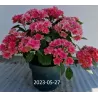 Hydrangea macrophylla DOUBLE DUTCH PINK
