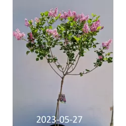 Alyvos - Syringa meyeri PALIBIN