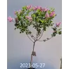 Alyvos - Syringa meyeri PALIBIN