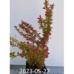 Tunbergo raugerškis - Berberis thunbergii ORANGE ROCKET