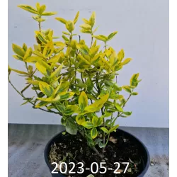 Fortūno ožekšnis - Euonymus fortunei EMERALD AND GOLD
