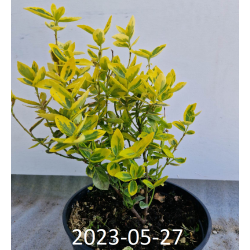 Euonymus fortunei EMERALD AND GOLD