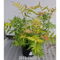 Šermukšnialapė lanksvūnė - Sorbaria sorbifolia Sem