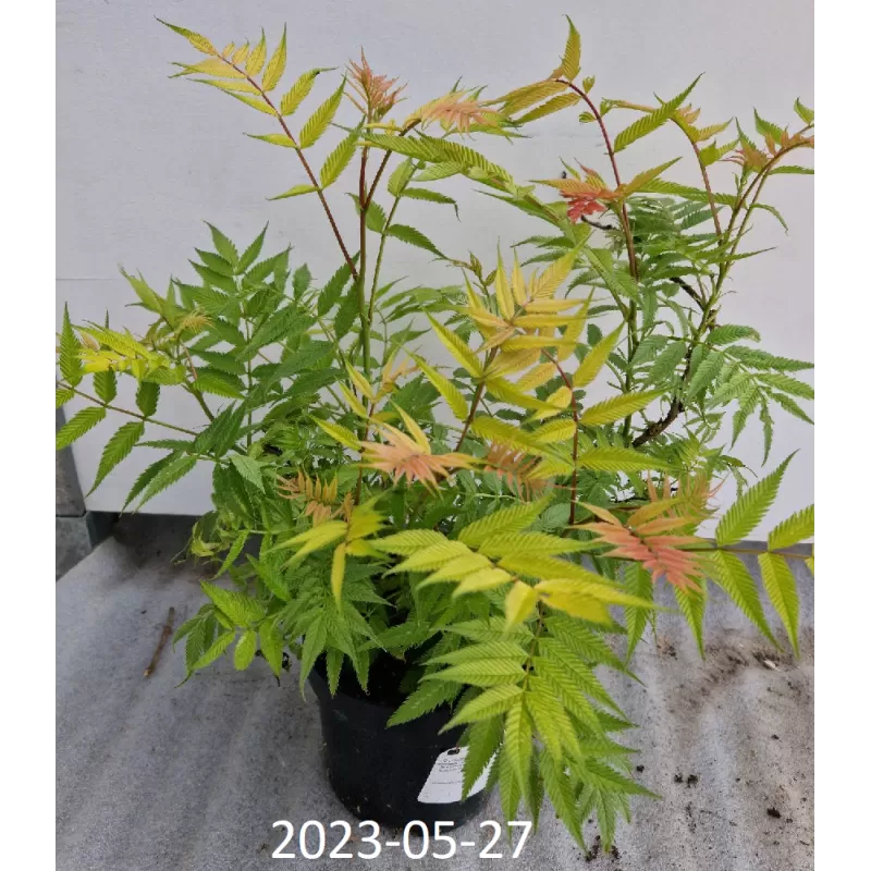 Šermukšnialapė lanksvūnė - Sorbaria sorbifolia SEM