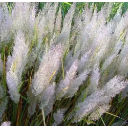 Korėjinis lendrūnas - Calamagrostis brachytricha