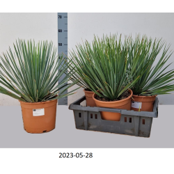 copy of Yucca rostrata
