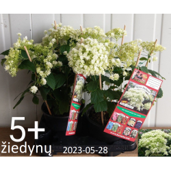 copy of Hydrangea arborescens Candybelle® BUBBLEGUM
