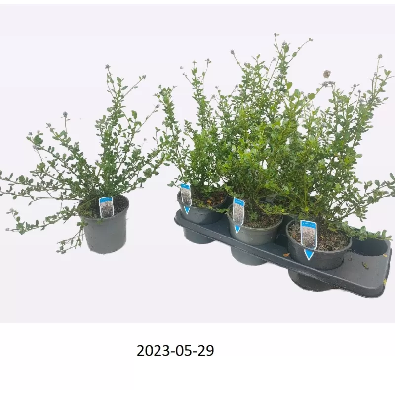Ceanothus impressus Victoria