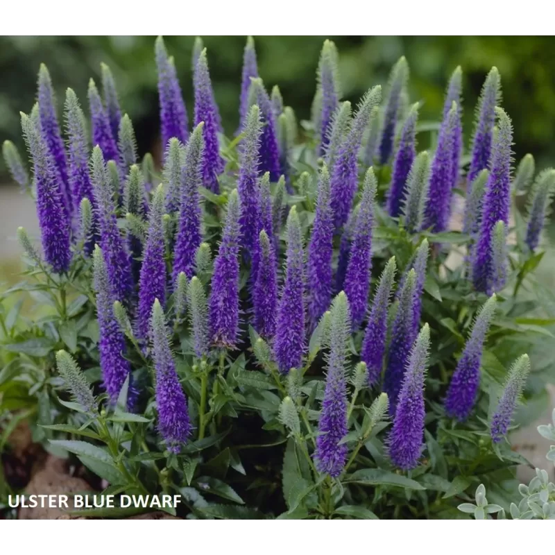 Veronica spicata ULSTER BLUE DWARF
