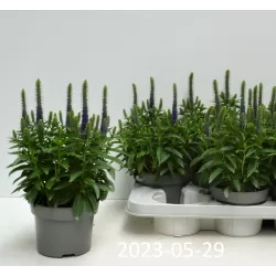 Varpotoji veronika - Veronica spicata ULSTER DWARF BLUE (BABY BLUE)