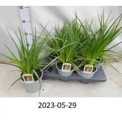 Knifofija - Kniphofia ulvaria ALCAZAR