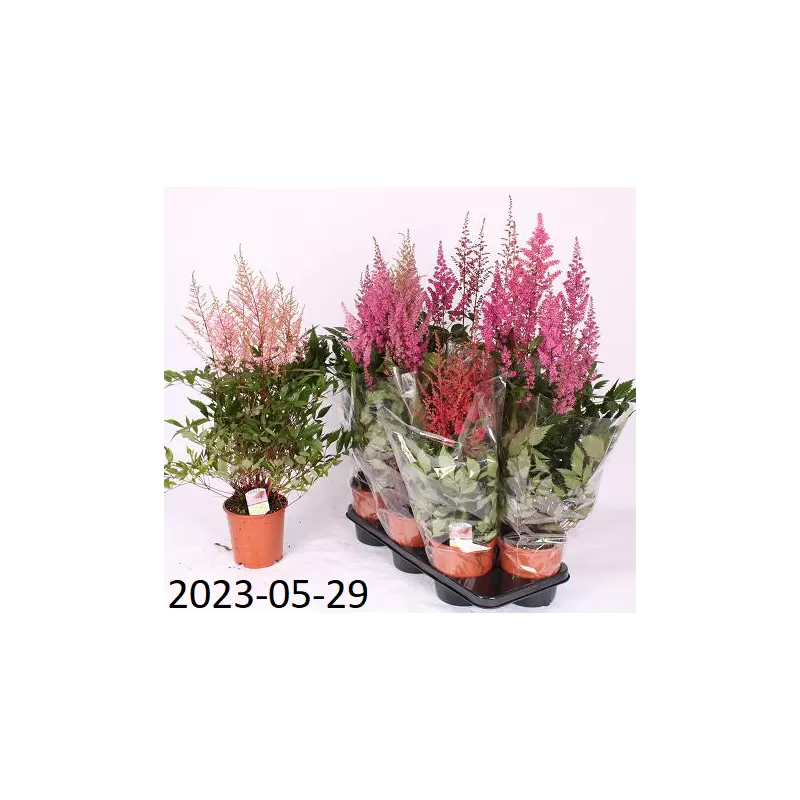  Astilbe MIX