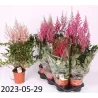  Astilbe MIX