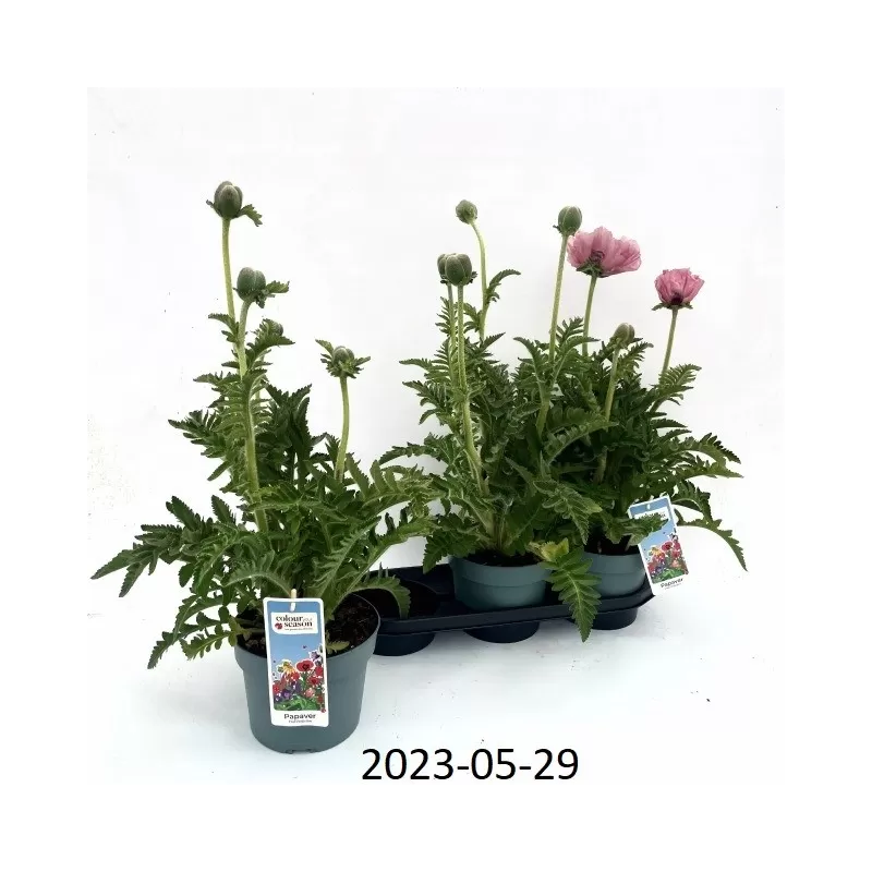 Aguona - Papaver orientale PINK PERFECTION