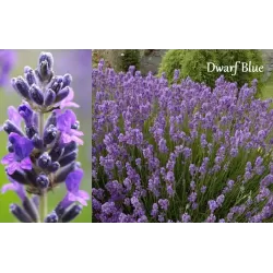 Tikroji levanda - Lavandula angustifolia
