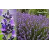 Tikroji levanda - Lavandula angustifolia