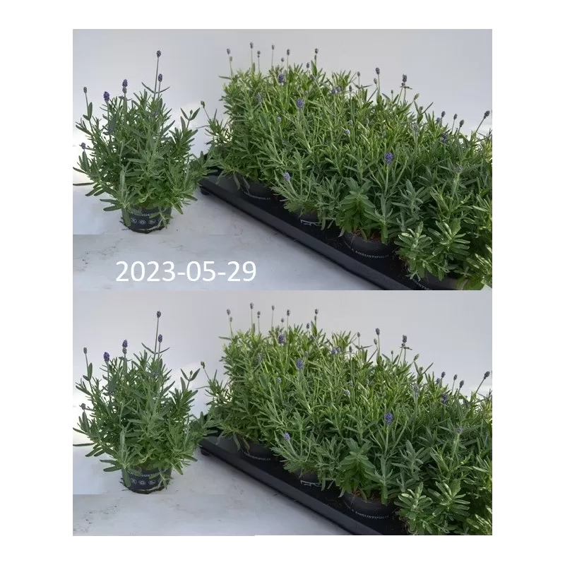Tikroji levanda - Lavandula angustifolia CLEO-PATIO Tikroji levanda - Lavandula angustifolia CLEO-PATIO