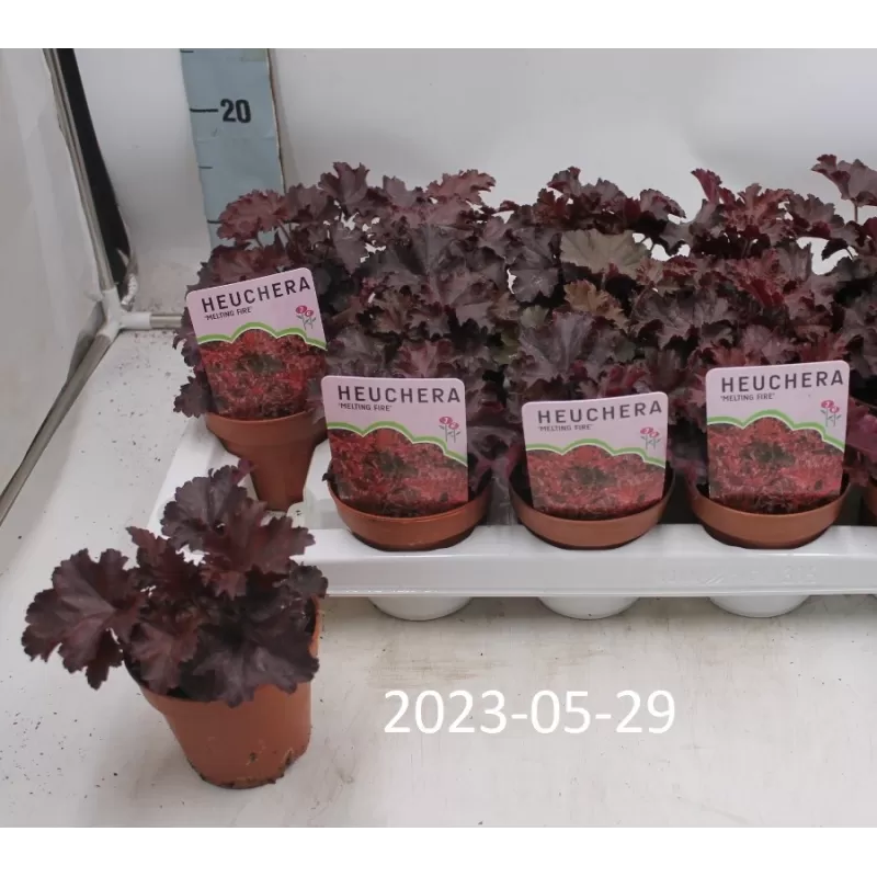 Alūnių Palace Purple sodinukai su pristatymu į namus