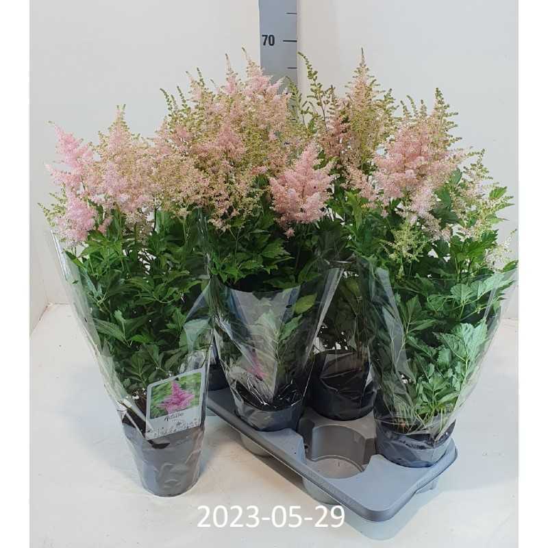 Užsisakyk augalus pavasariui jau dabar