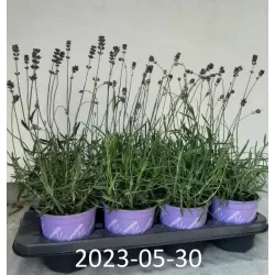 Tikroji levanda - Lavandula angustifolia MUNSTEAD