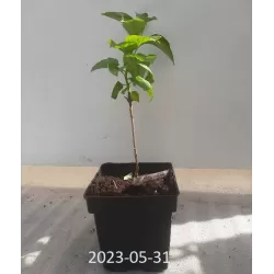 Syringa vulgaris MME LEMOINE