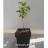 Alyvos - Syringa vulgaris MME LEMOINE