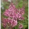 Syringa Bloomerang PINK PERFUME