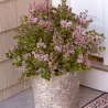 Syringa Bloomerang PINK PERFUME