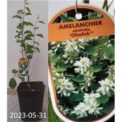 Serviceberry - Amelanchier alnifolia OBELISK