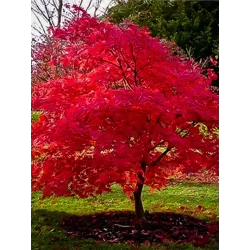 Ginalinis klevas - Acer ginnala