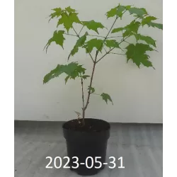 Cukrinis klevas - Acer saccharum