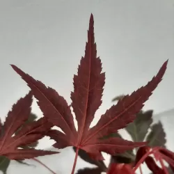Acer palmatum ATROPURPUREUM