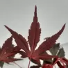 Acer palmatum ATROPURPUREUM