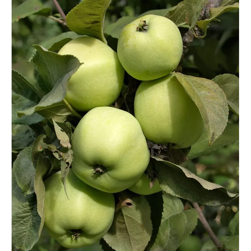 Apple Tree - Malus domestica ANTANINIS